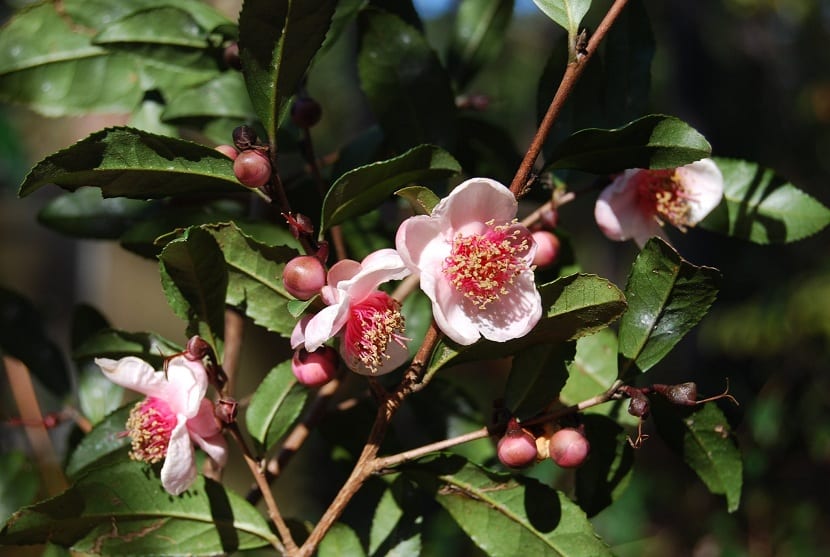 Variedad de Camellia sinensis rosea