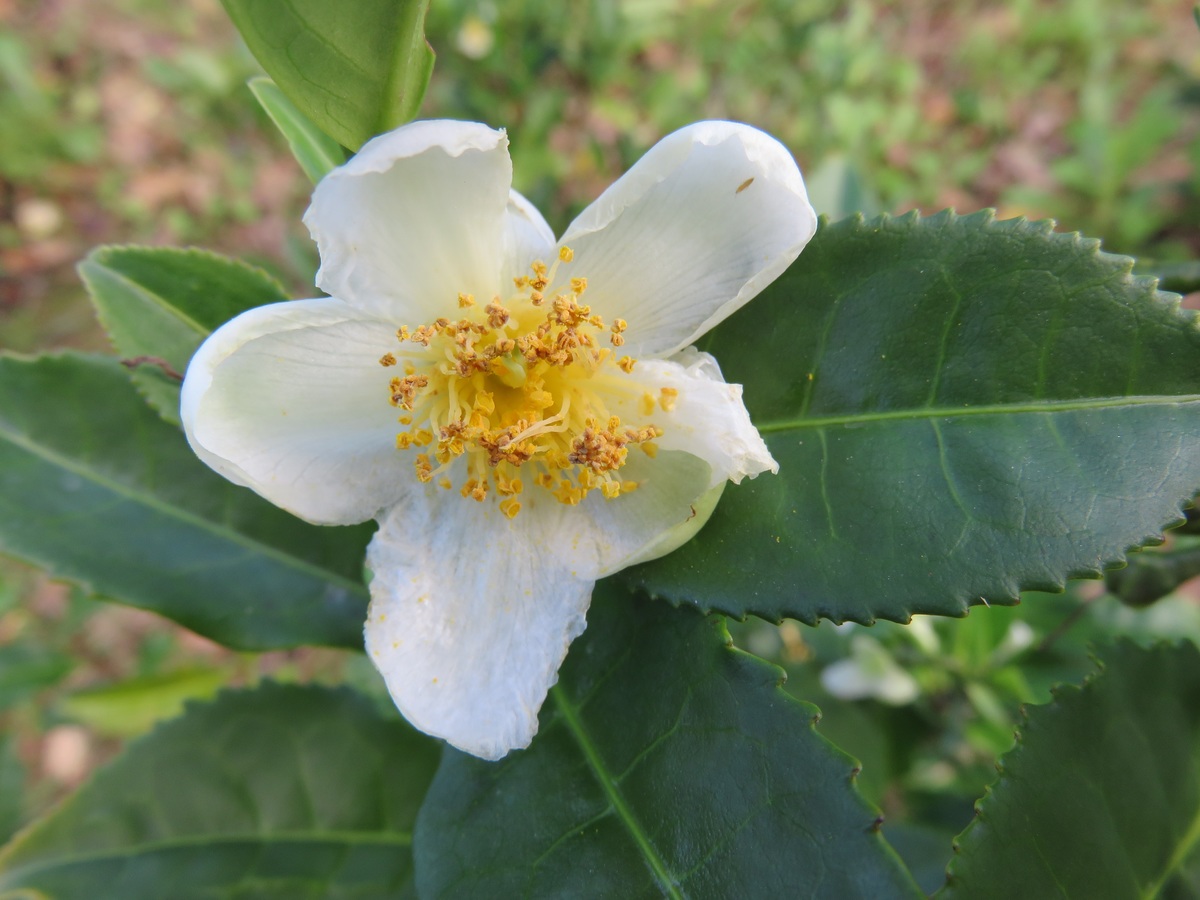 Vista de la Camellia sinensis en flor