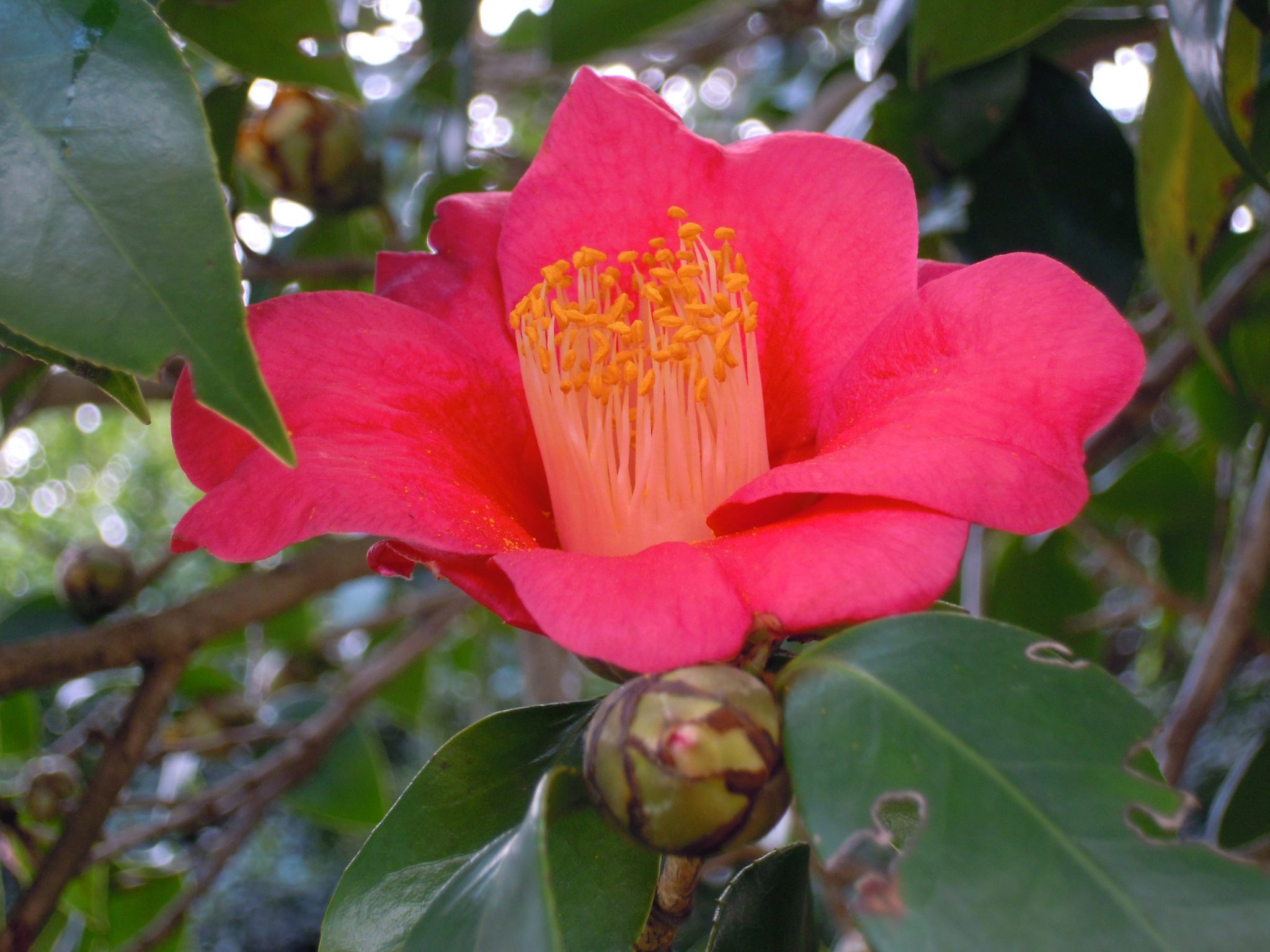 Vista de la Camellia sasanqua