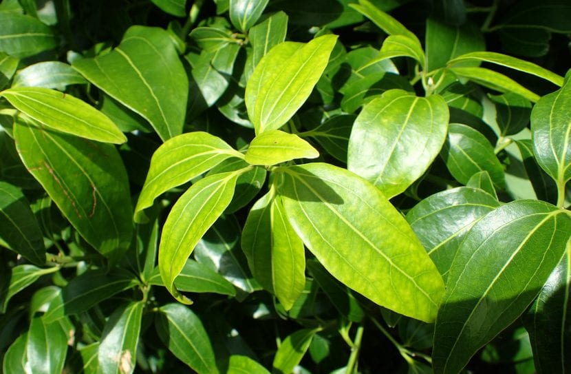 Hojas de Cinnamonum verum, el árbol de la canela