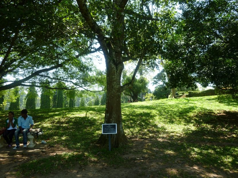 Vista del árbol de la canela