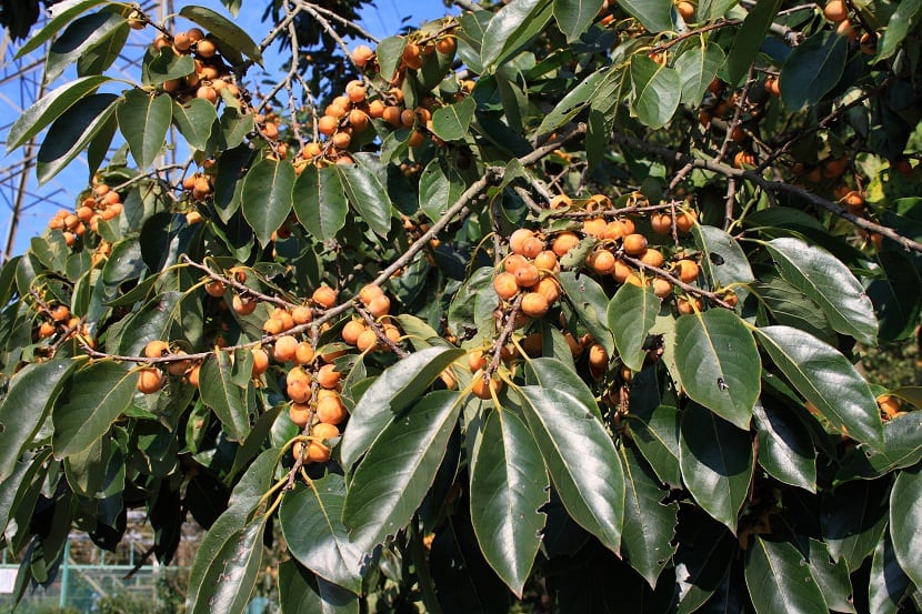 arbol con caquis de color naranja