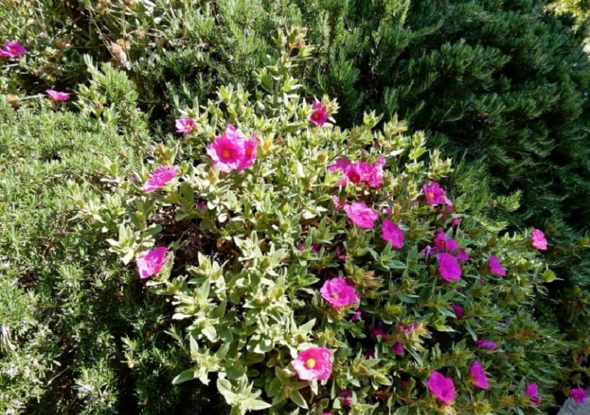 Caracteristicas del Cistus monspeliensis purpura
