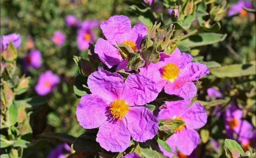 Cistus monspeliensis púrpura: características y cultivo