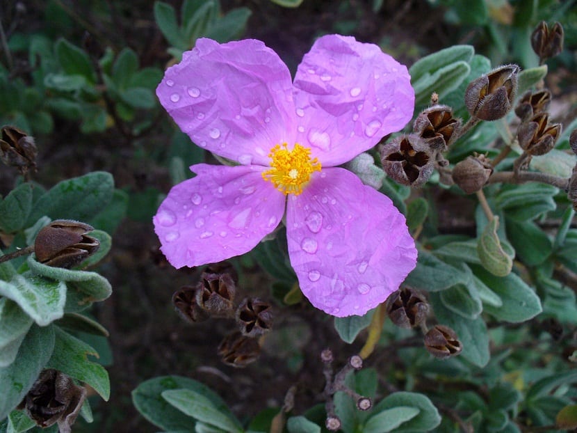 Cuidados Cistus monspeliensis purpura