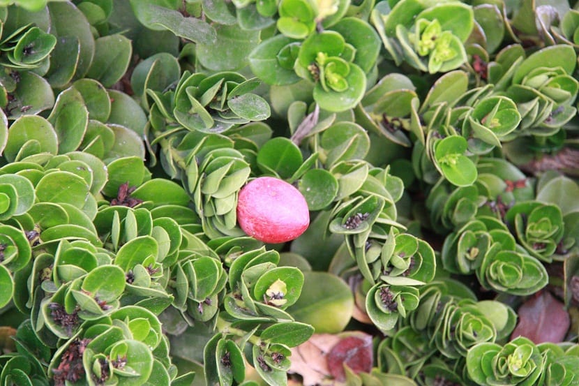 planta con forma de arbusto