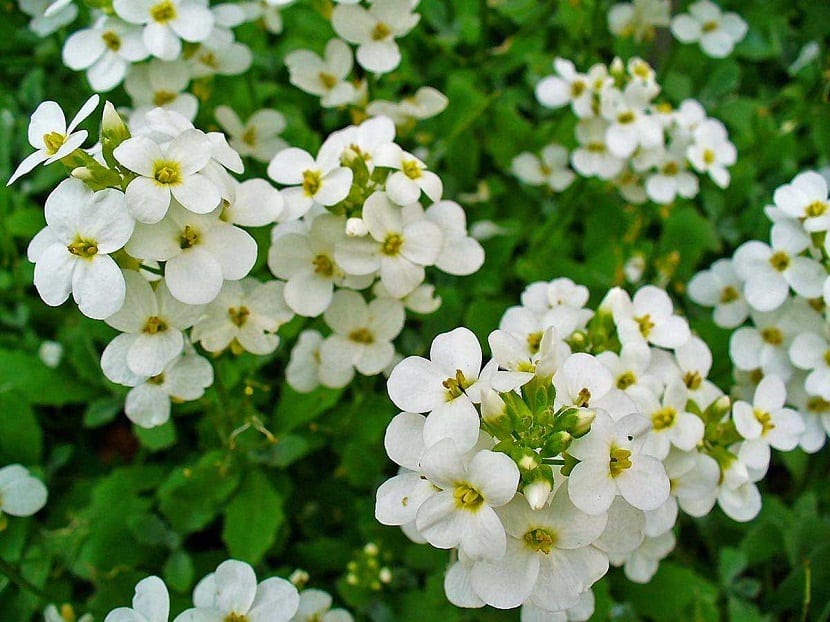 Cuidados de la Arabis caucasica
