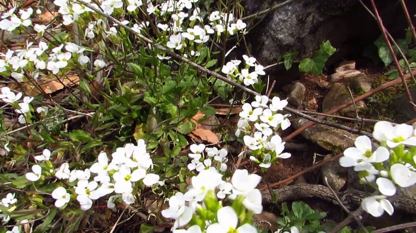 La Arabis es una planta muy resistente de tipo herbacea