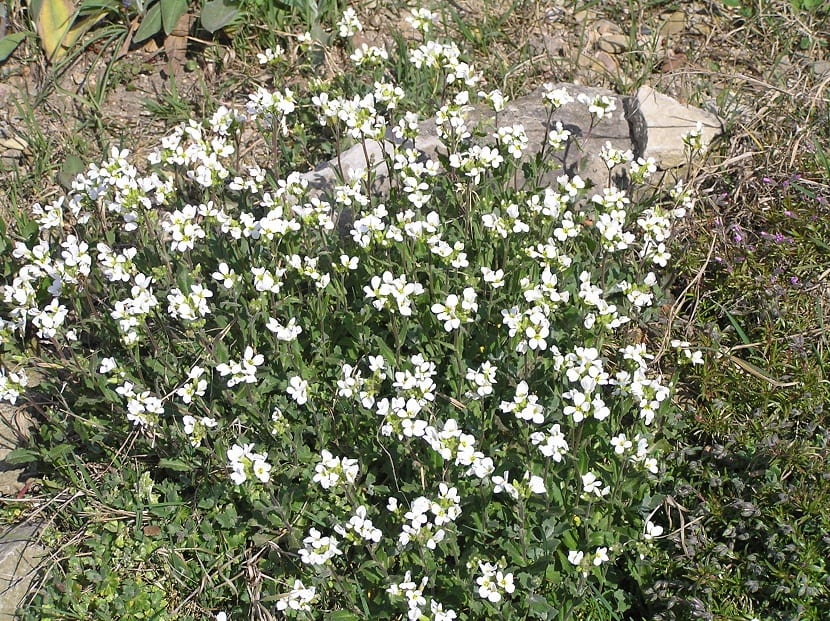 Caracteristicas de la Arabis caucasica