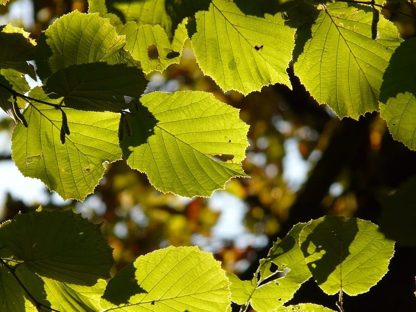 Avellano, tambien llamado “Corylus avellana”