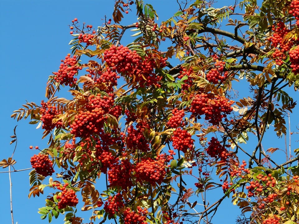 El Sorbus es una planta muy resistente