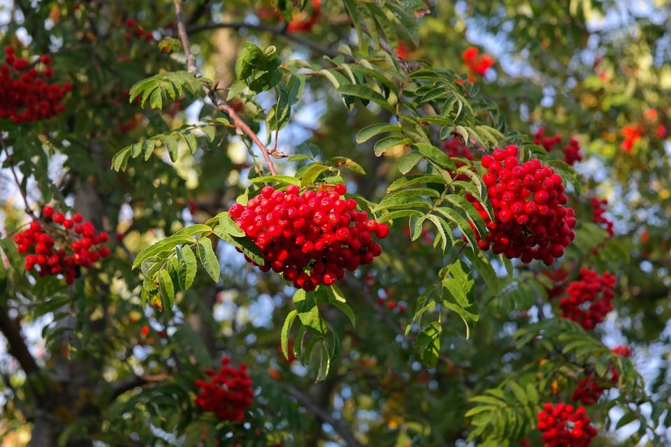 Cuidados del Sorbus