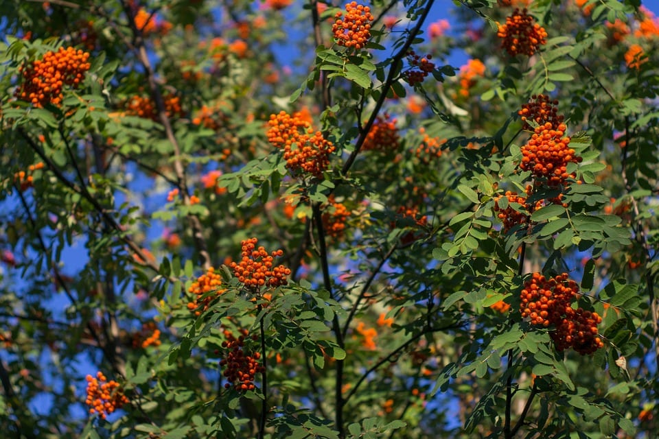Sorbus: especies, suelo adecuado y cuidados del serbal
