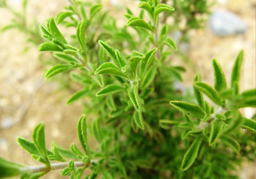 Caracteristicas de la Ajedrea purpura