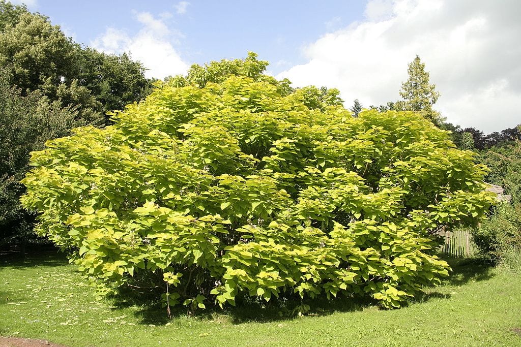 Follaje dorado de Catalpa bignonioides Aurea