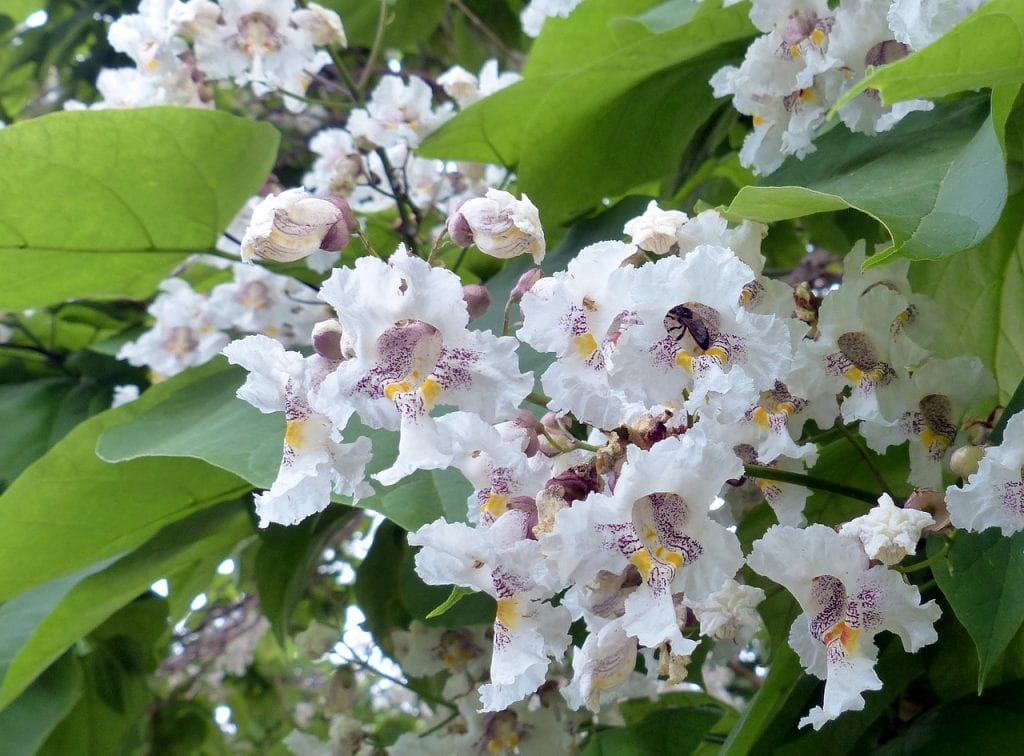 Catalpa en flor
