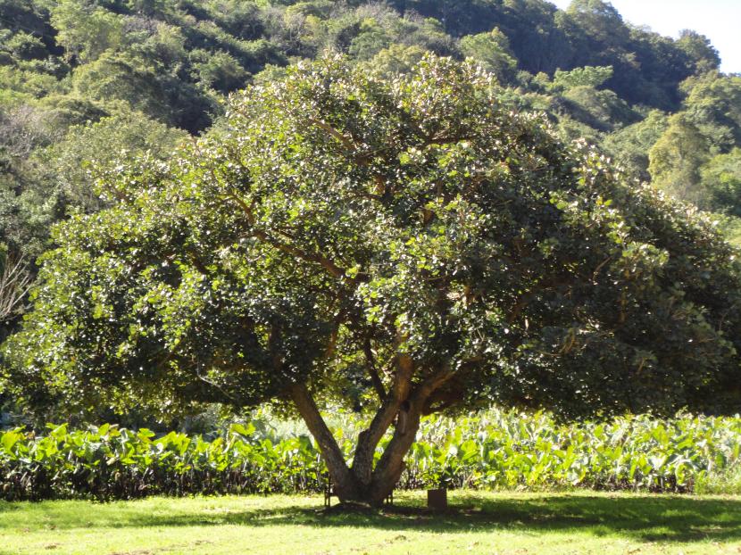 Erythrina caffra