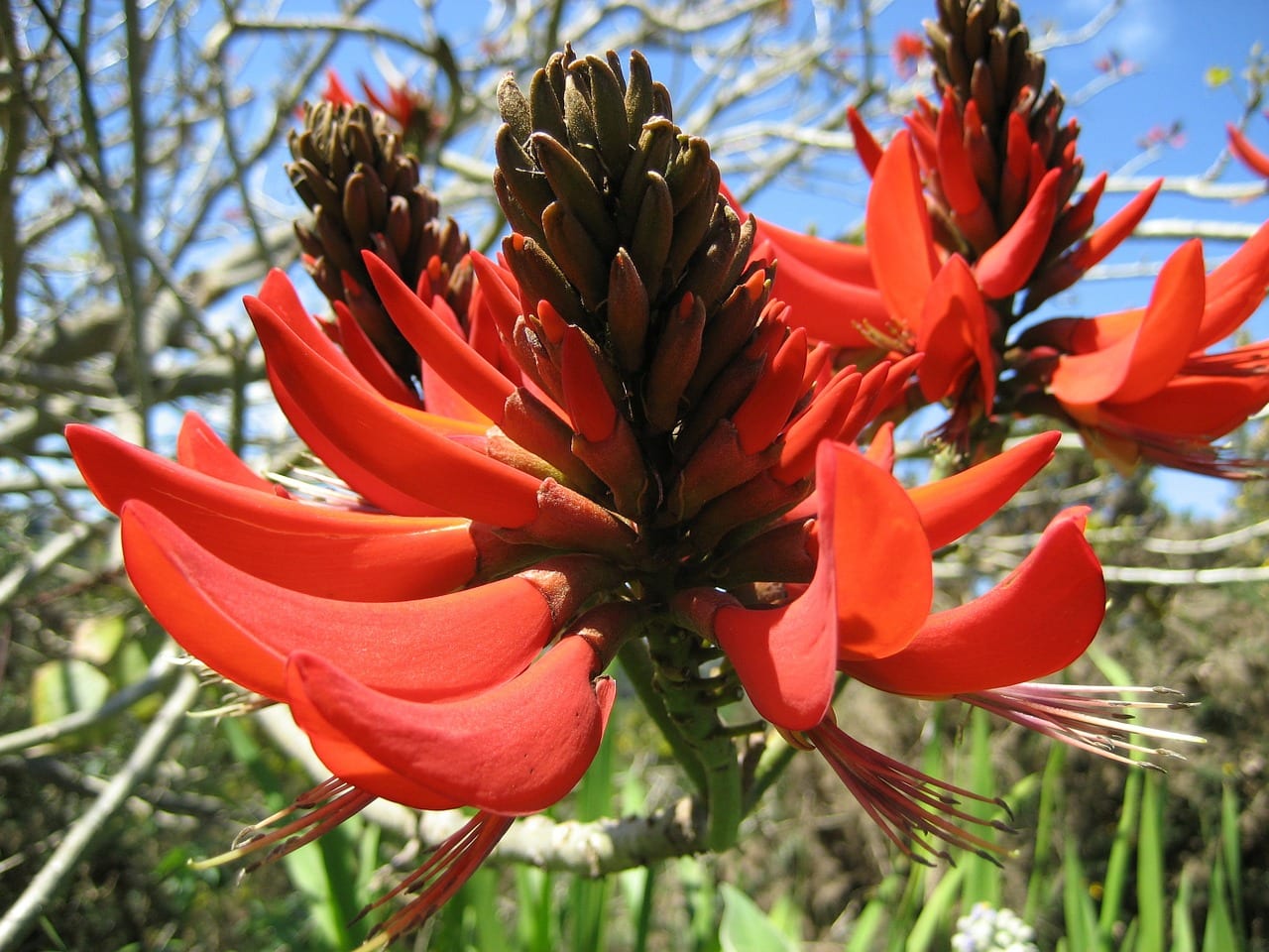Erythrina caffra: características y cuidados del árbol coral