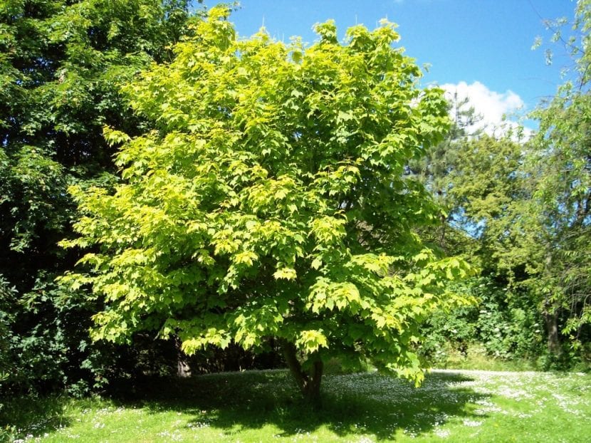 Árbol de Acer pensylvanicum