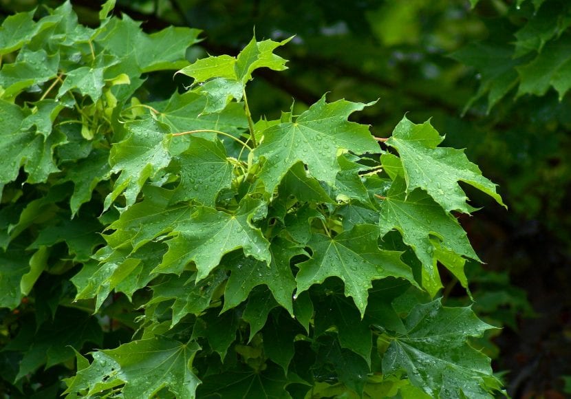 Hojas del Acer platanoides