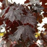 Acer platanoides 'Crimson King'