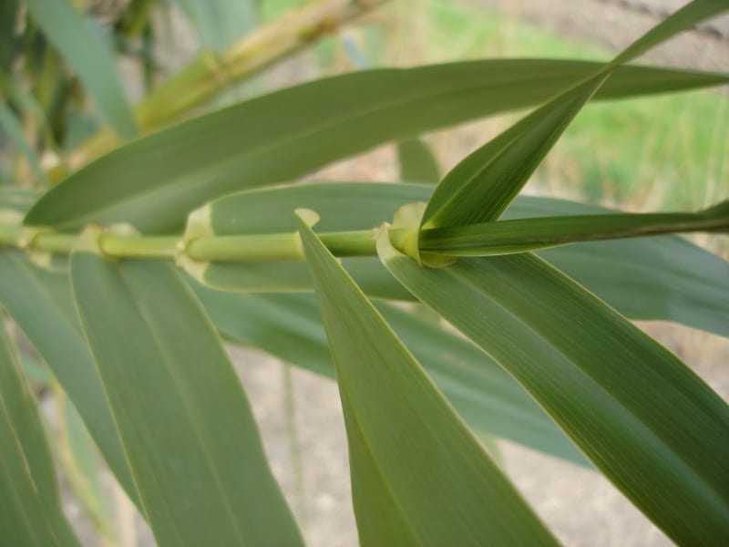 Hojas del carrizo