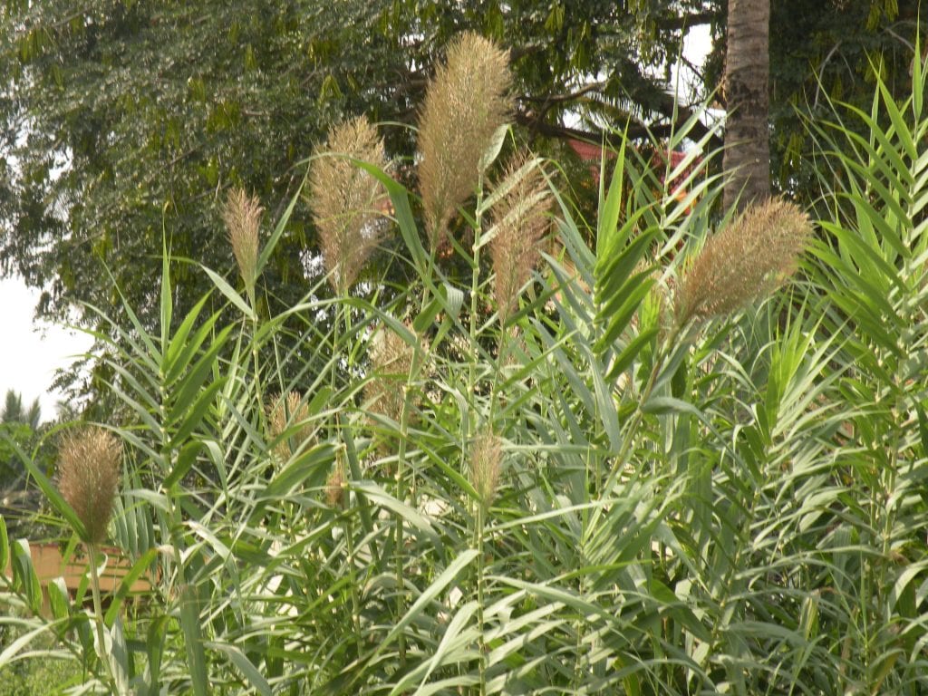 Planta de carrizo