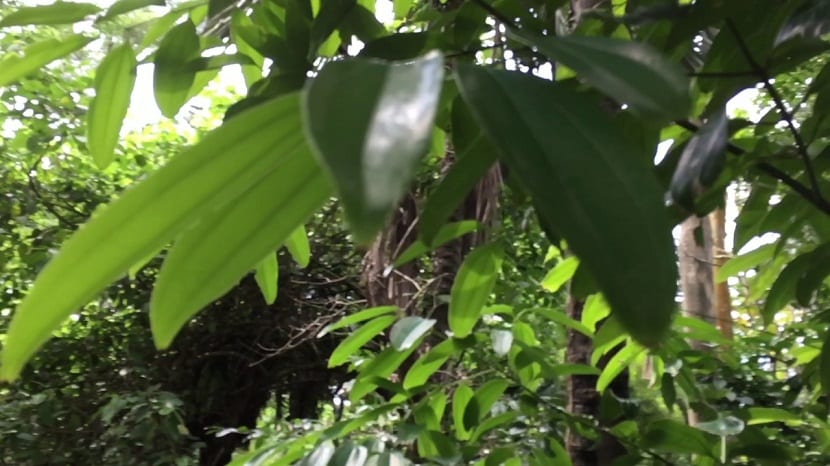 El árbol Cinnamomum Cassia es un pequeño arbusto perennifolio que cuenta con corteza papirácea y crece alrededor del 10 metros de alto
