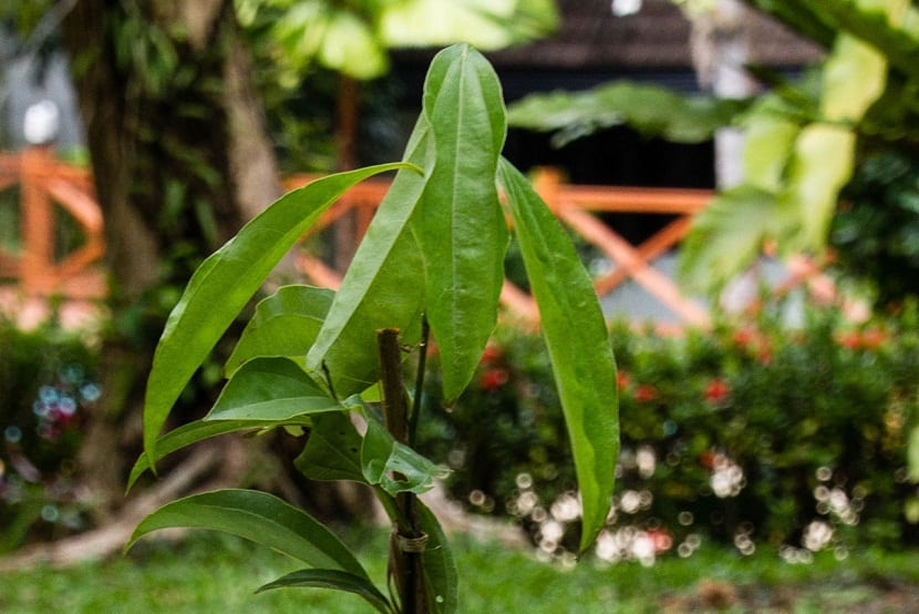 Casia (Cinnamomum cassia): cultivo, cuidados y cumarina