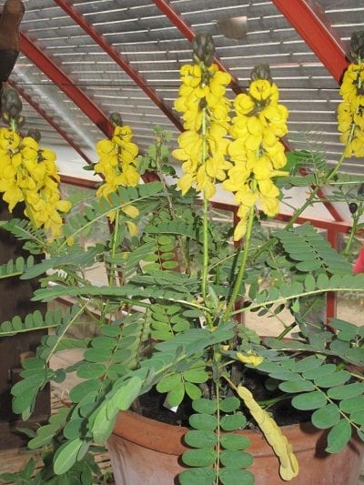 Cassia didymobotrya