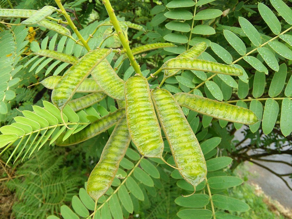 Frutos de Senna didymobotrya