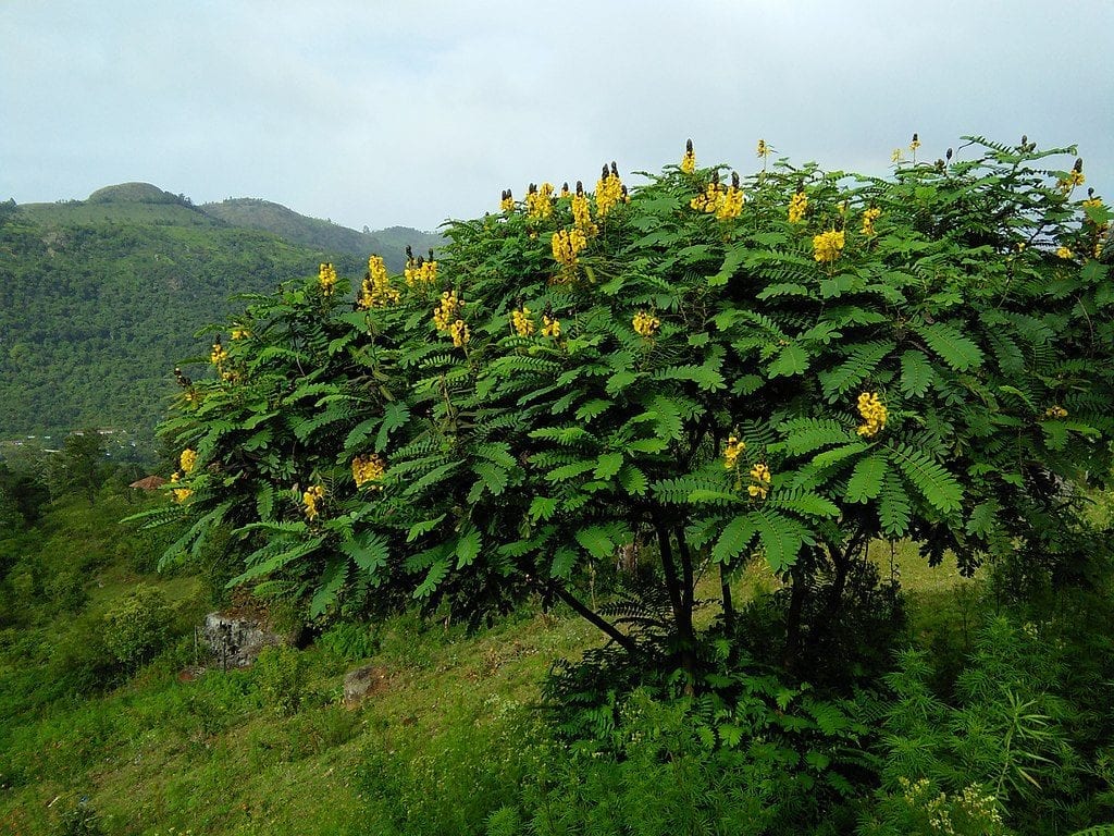 Cassia didymobotrya