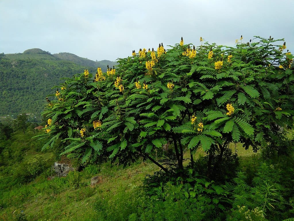 Cassia didymobotrya: cultivo, poda y toxicidad