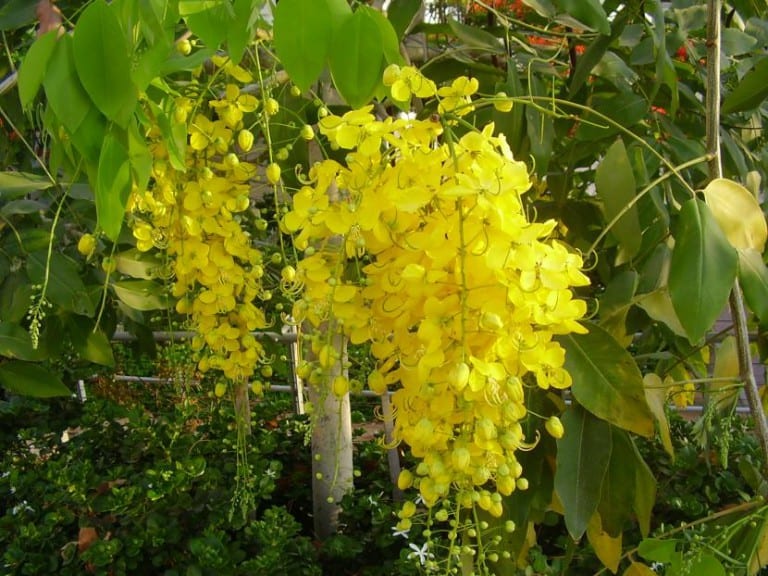 Árbol de Cassia fistula en floración