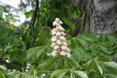 Panícula de flores blancas del castaño de Indias en primavera