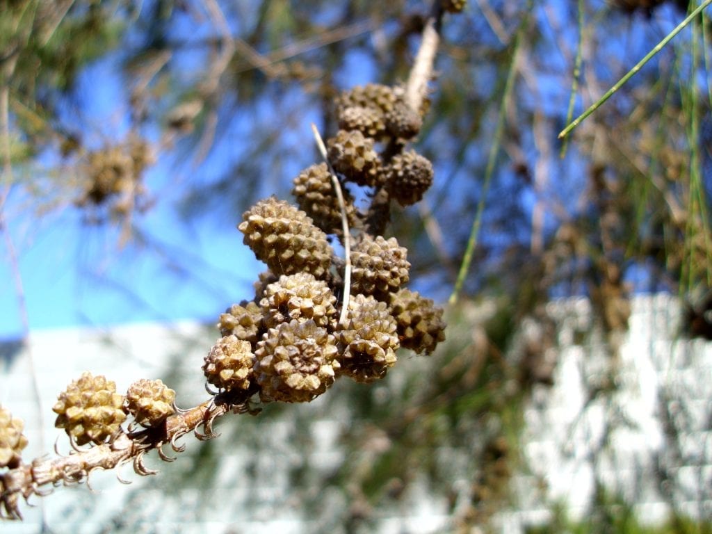 Los frutos de la Casuarina son globosos