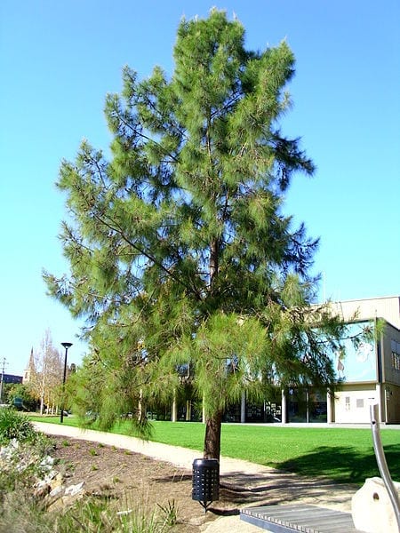 Vista de la Casuarina cunninghamiana