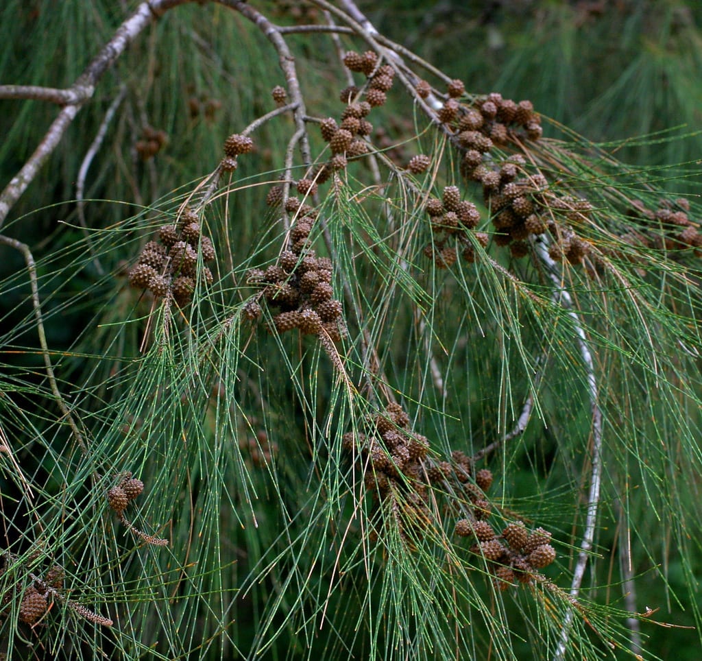 Casuarina cunninghamiana: guía de cultivo y cortavientos