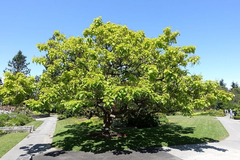 La Catalpa bignonioides es un árbol fácil de cuidar