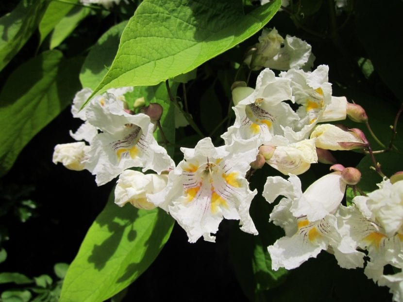 Las flores de la catalpa son grandes