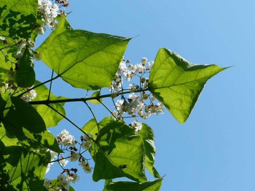 Las hojas de la Catalpa son caducas