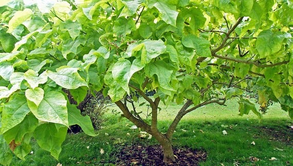 Catalpa bungei