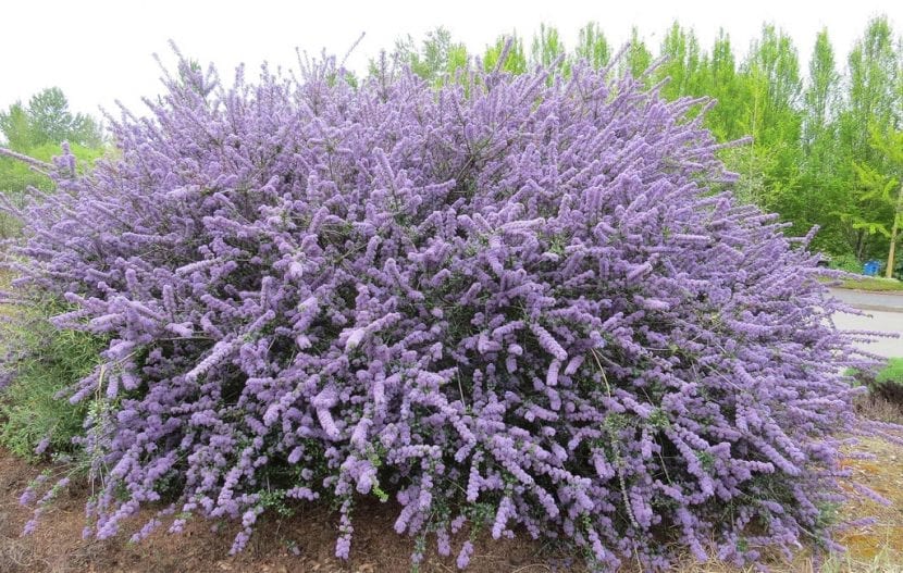 Arbusto de Ceanothus cubierto de inflorescencias azules