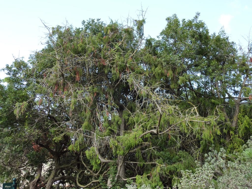 Juniperus cedrus