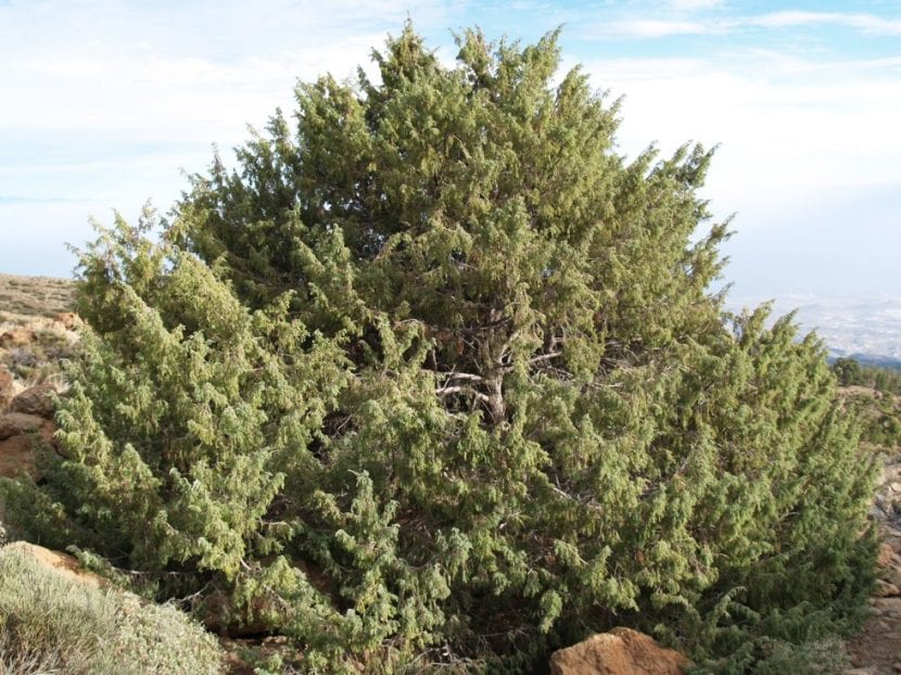 Juniperus cedrus