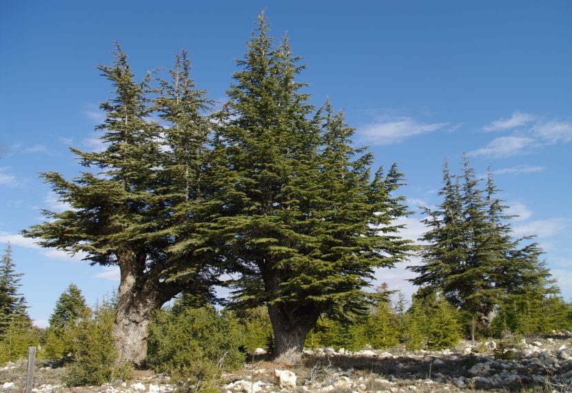 El Cedrus libani es una conífera