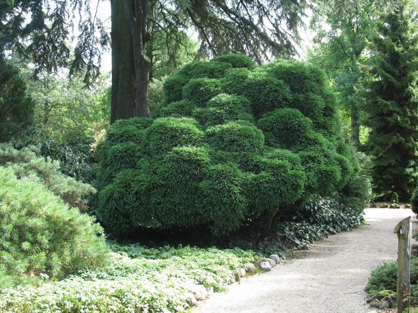 Cryptomeria japonica 'Globosa nana'