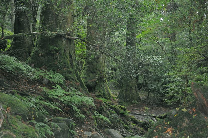 Bosque de Cryptomeria