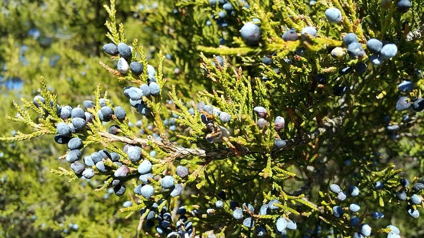 arbol con una especie de pequenas frutas parecidas a las aceitunas