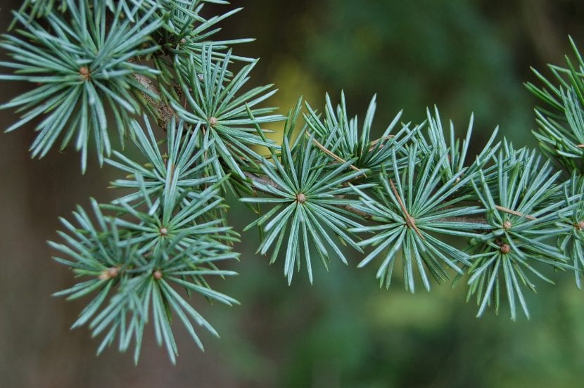 Hojas de Cedrus atlantica 'Glauca''
